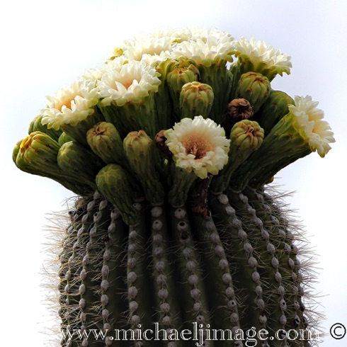Saguaro Flowers 5
Saguaro National Park - East, Tucson, AZ Saguaro Flowers 5
Saguaro National Park - East, Tucson, AZ